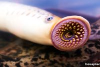 Invasive Species Cost Canada $35 Billion a Year—How It Happens
