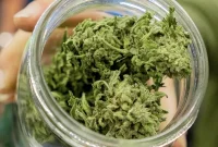Emerald Cup Honors Excellence in the Cannabis Industry