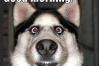 50 Energizing Good Morning Memes to Boost Your Workday