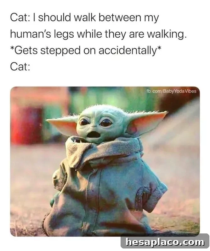 Baby Yoda cat meme