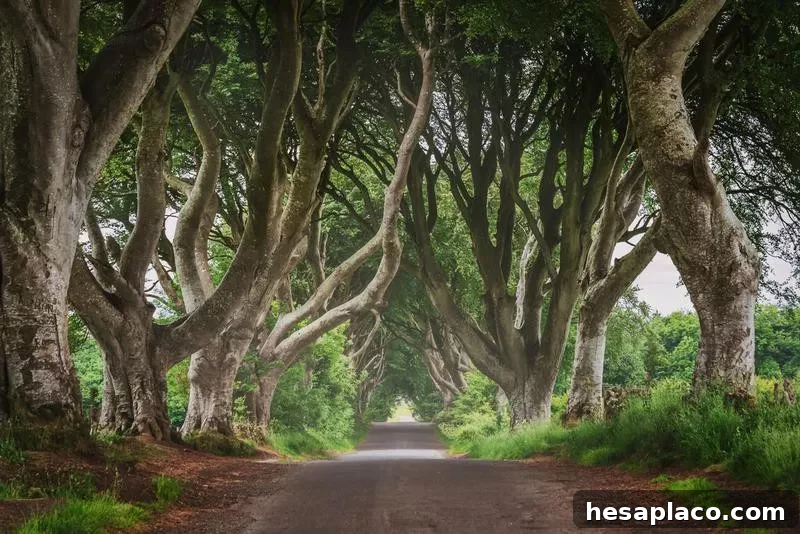 The Dark Hedges in Northern Ireland