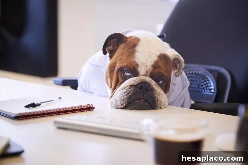 Dog at a desk