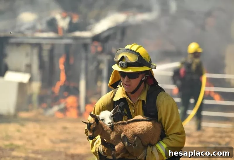 Firefighter