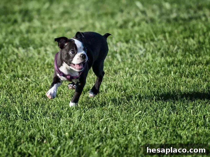 Boston Terrier