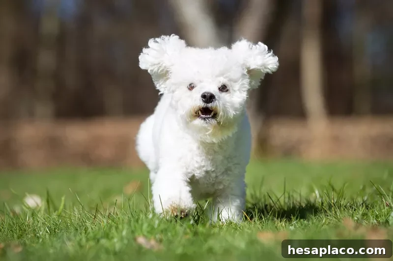 Bichon Frise dog