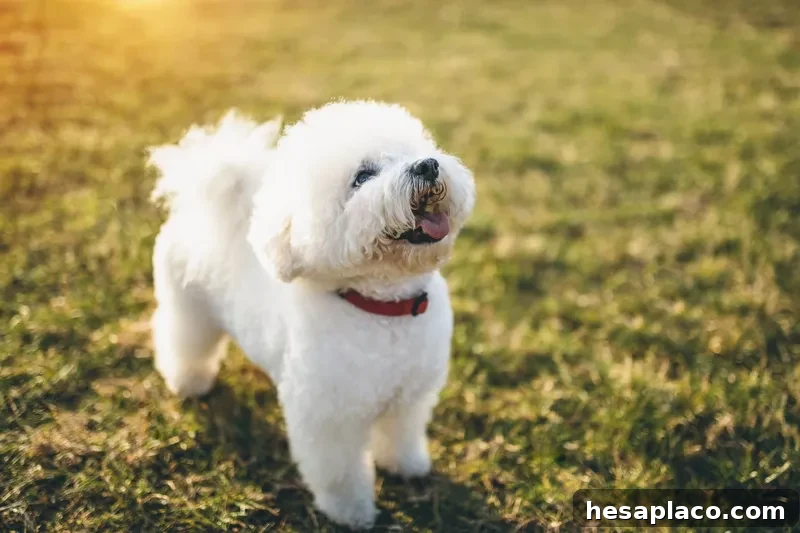 Bichon Frise