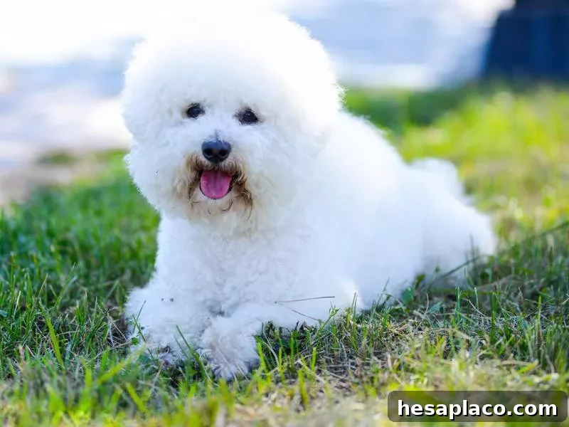 Bichon Frise dog