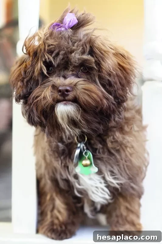 Shih-Poo