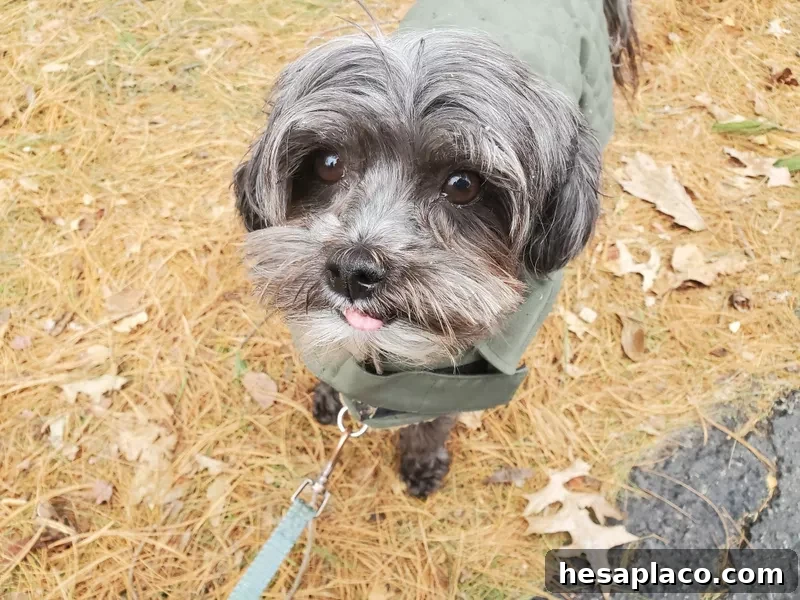 Shih-Poo dog