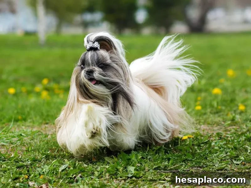 Shih Tzu