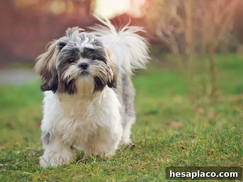 Shih Tzu puppy
