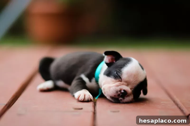 Boston Terrier