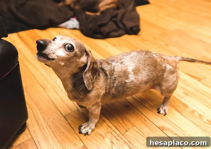 Old dachsund