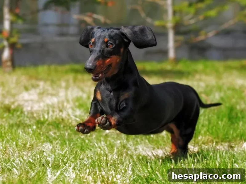 Dachsund playing