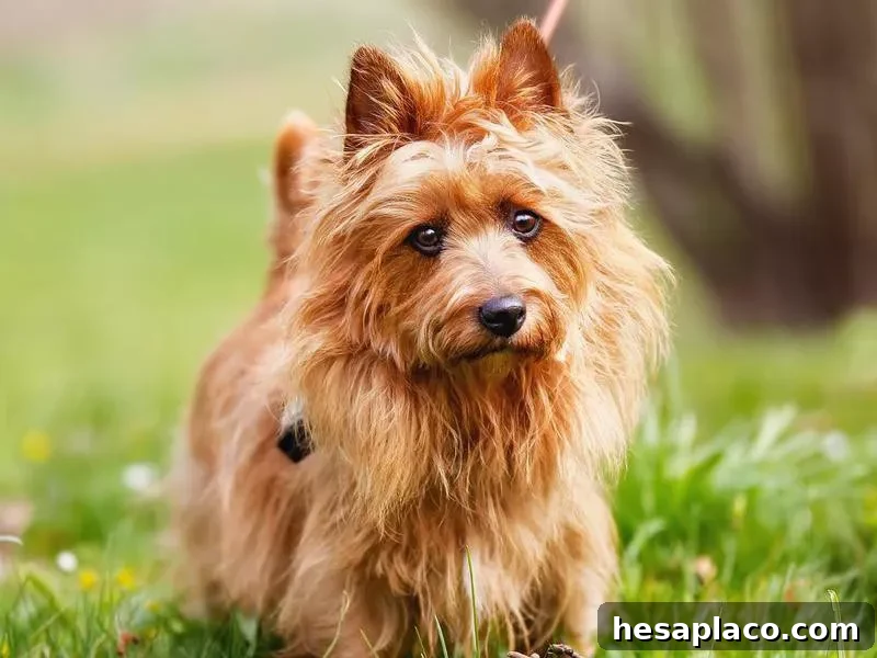 Australian Terrier