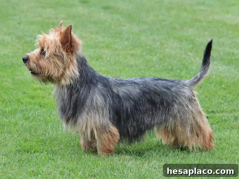 Australian Terrier