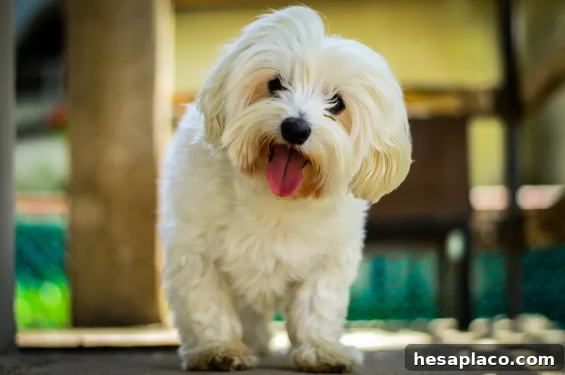 Maltese dog