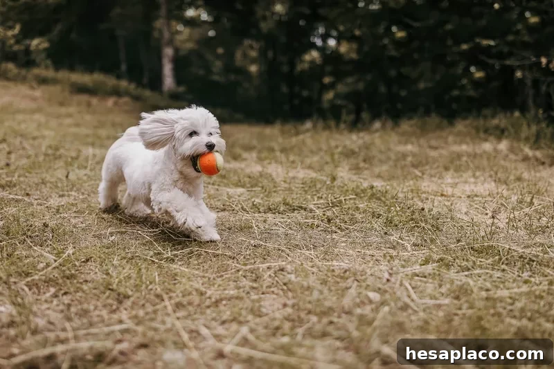 Maltese dog