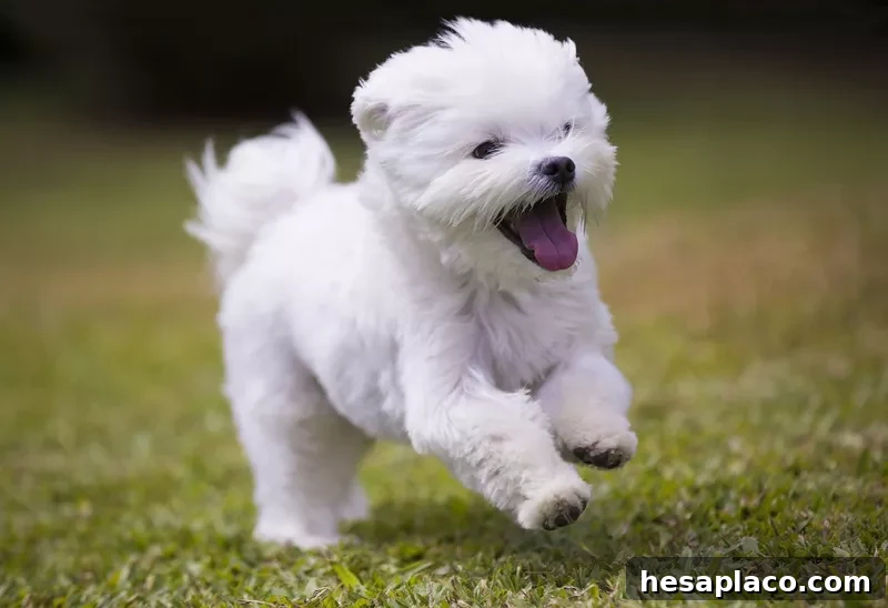 Maltese