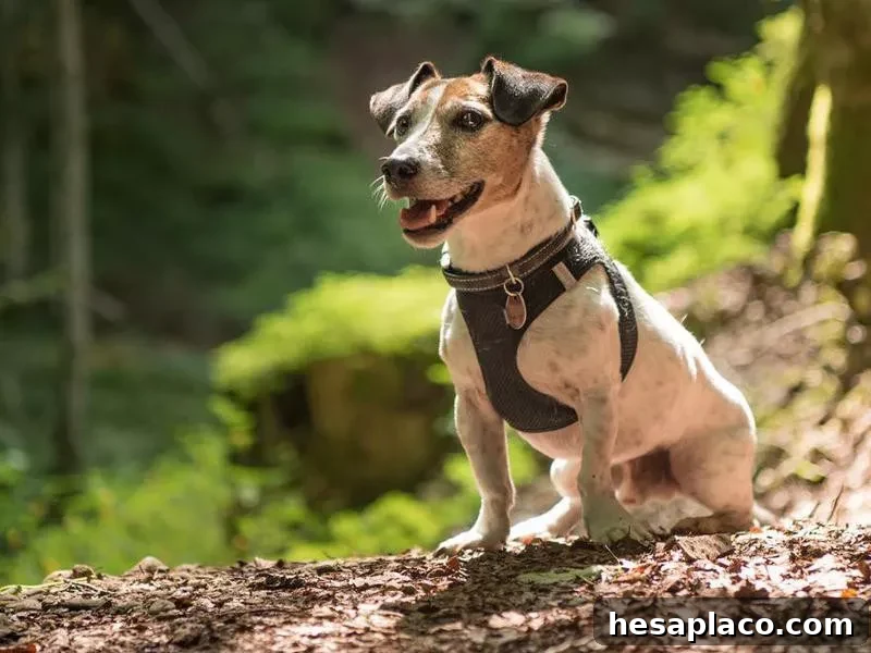 Jack Russell Terrier