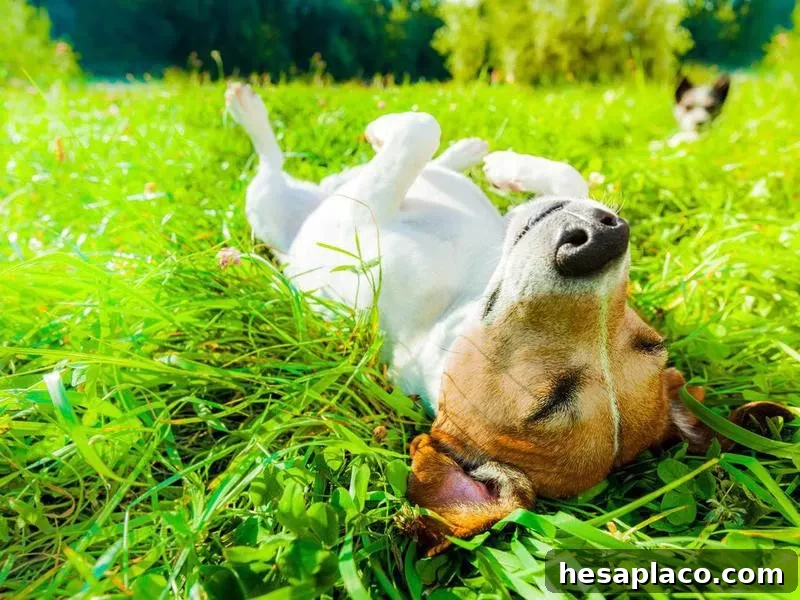 Jack Russell Terrier