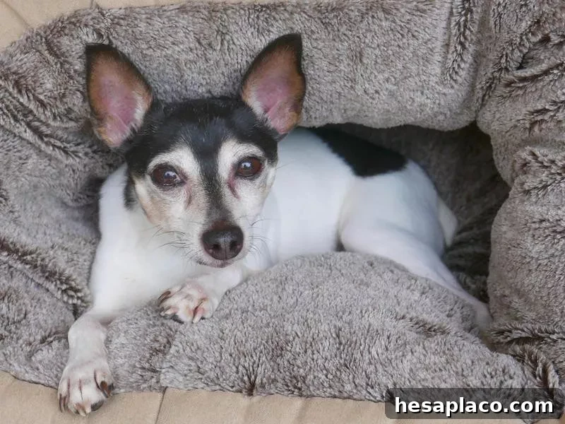 Toy Fox Terrier