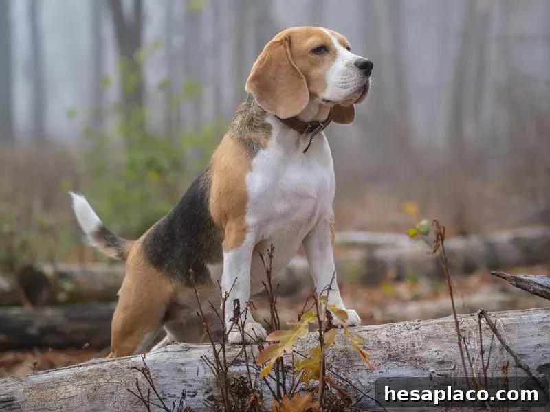 Beagle