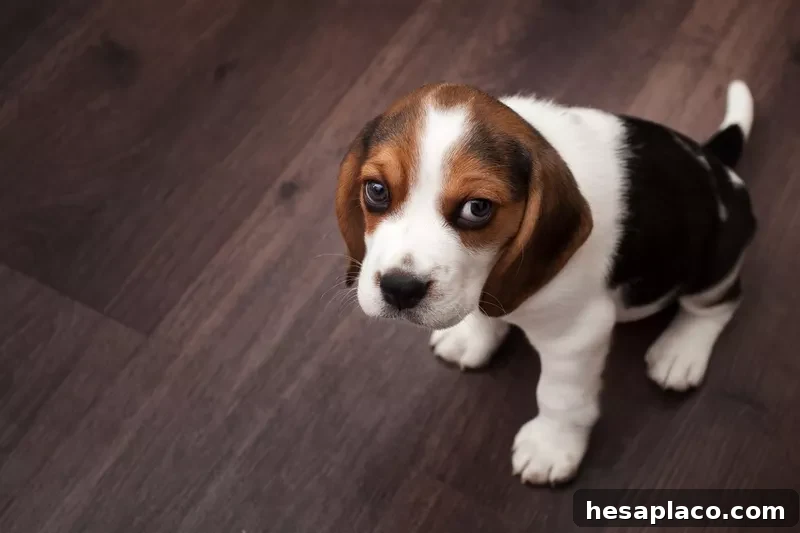 Beagle puppy
