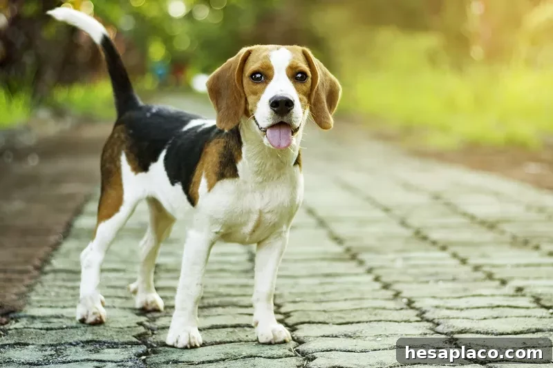 Beagle puppy