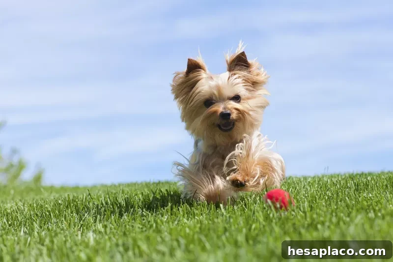 Yorkshire Terrier