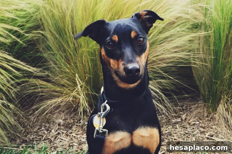 Manchester Terrier