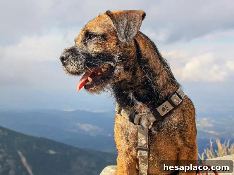 Border Terrier