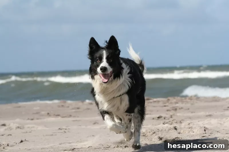 Border Collie
