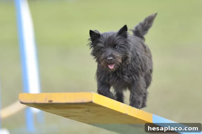 Cairn Terrier puppy