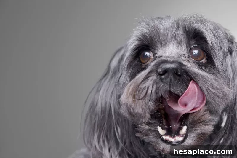 Havanese