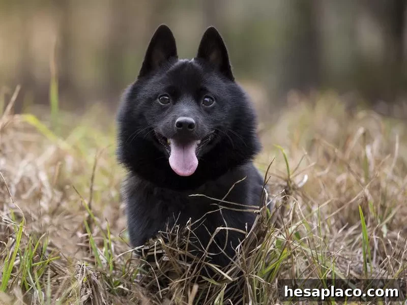 Schipperke