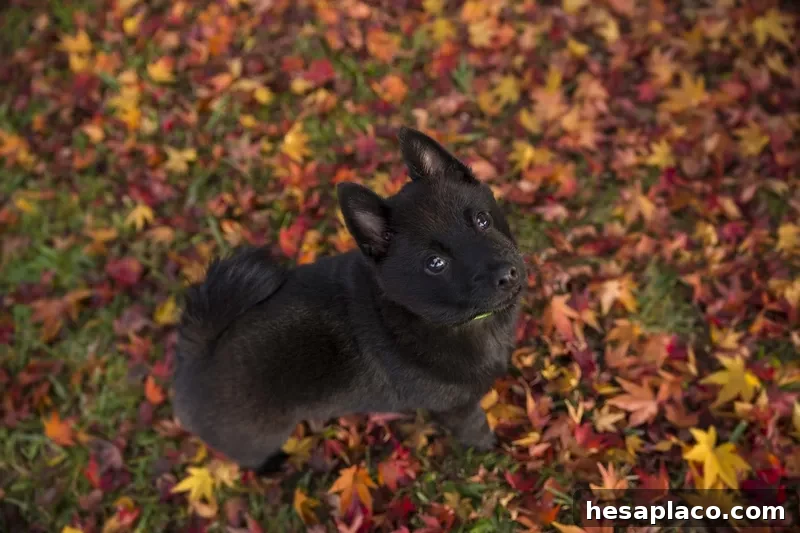 Schipperke puppy