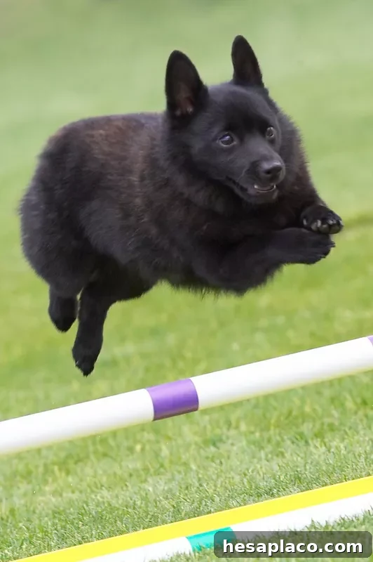 Schipperke jumping