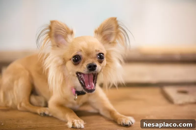 Chihuahua