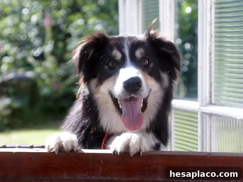 Border Collie happy