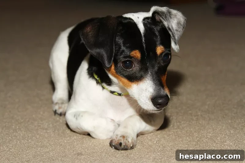 Rat Terrier