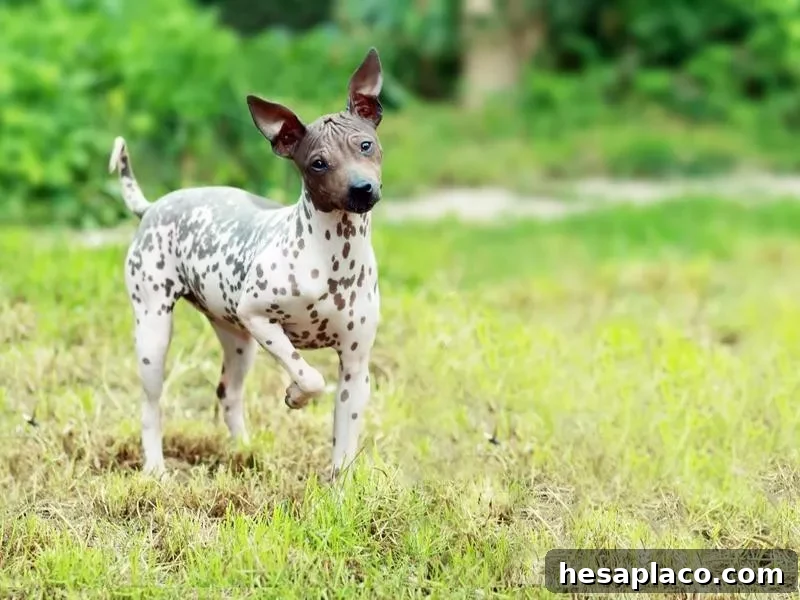 American Hairless Terrier