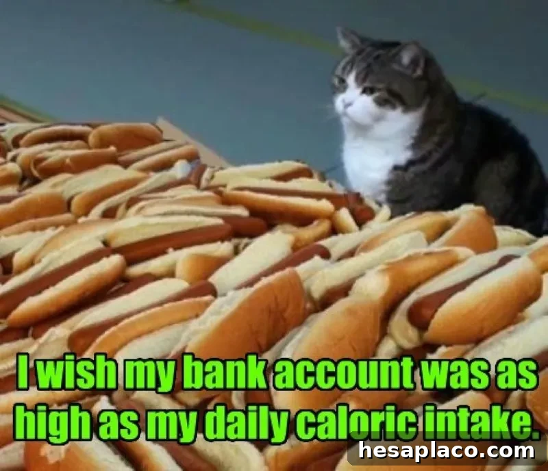 Cat vs. hot dogs