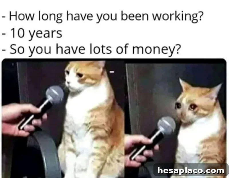 Working cat
