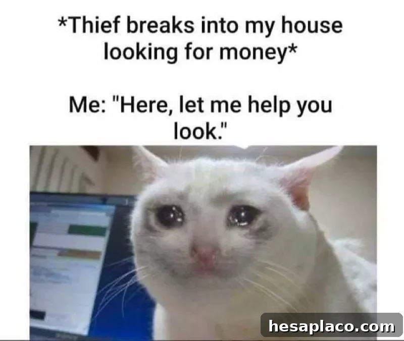 Sad cat