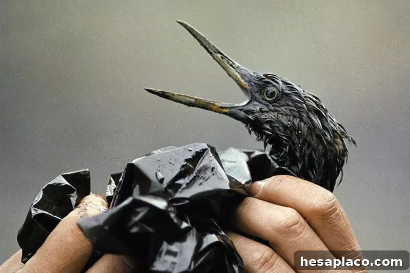 Oil-soaked bird