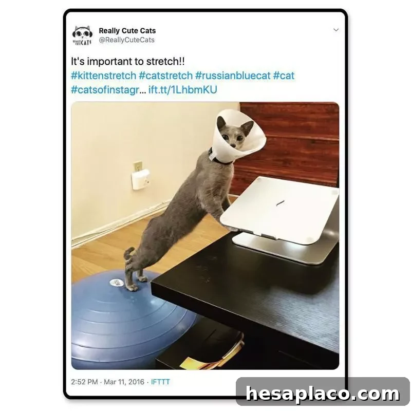 Cat stretching