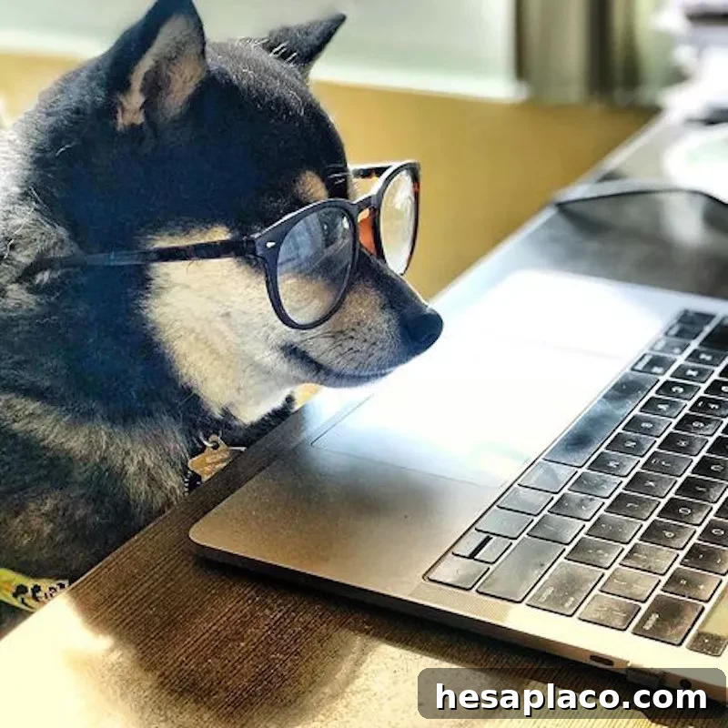 Dog working at a laptop