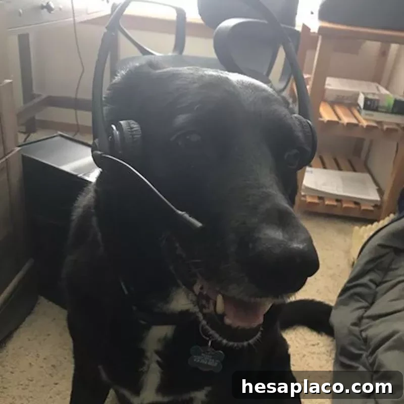 Dog with headset