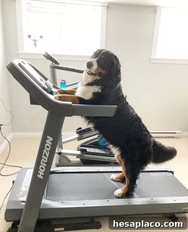 Dog exercising